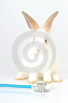 Cute white rabbit with long brown ears with doctor stethoscope veterinary on white background, sick and injured bunny pet has