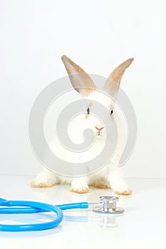 Cute white rabbit with long brown ears with doctor stethoscope veterinary on white background, sick and injured bunny pet has