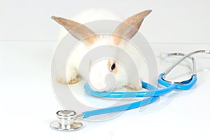 Cute white rabbit with long brown ears with doctor stethoscope veterinary on white background, sick and injured bunny pet has