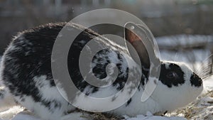 Cute white rabbit with a long ears on the hay