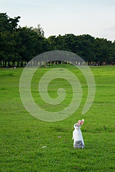 Lindo blanco conejo de pie sobre el 