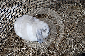 Cute white rabbit, straw bed