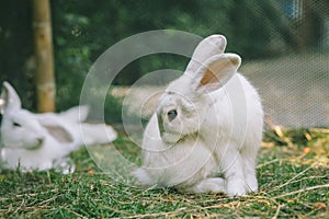 Cute White Rabbit wild pet animal in the backyard garden outdoor