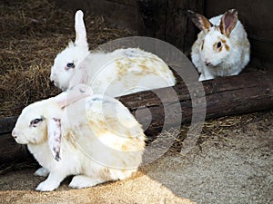 Cute White Rabbits at the City Zoo
