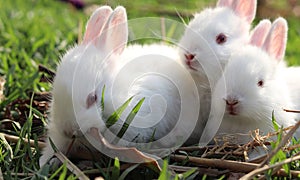 Cute white rabbits on the grass