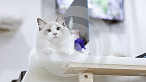 Cute white ragdoll cat sitting on table  at home.