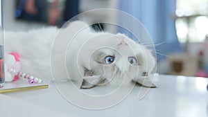 Cute white ragdoll cat sitting on table  at home.