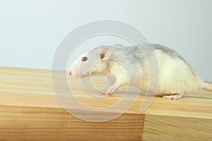 Cute White Rat On Wooden Table.