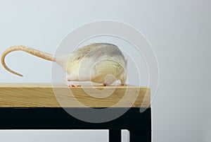 Cute White Rat On Wooden Table, Back View.