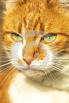 Cute white-red cat in a red collar relax on the garden on the fence, close up, shallow depth of field