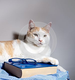 Cute white-red cat is lying with a book and glasses. Cozy home weekends and reading concept