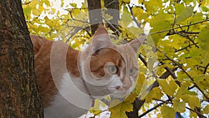 Cute white-and-red cat in a red collar on the autumn tree