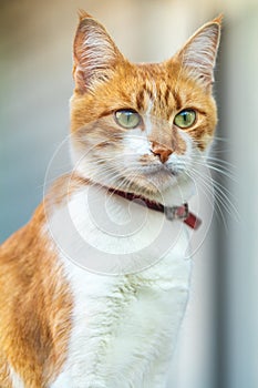 Cute white-red cat in a red collar relax on the garden on the fence, close up, shallow depth of field