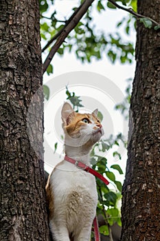 Cute white-and-red cat in a red collar on the tree. Cat is staring at something