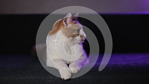 A cute white and red kitten lies on a blue sofa and looks around