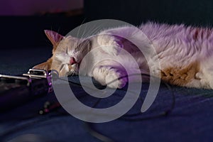 Cute white-red kitten lies on the sofa near the microphone with wires.