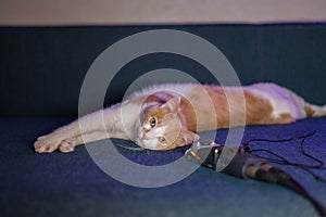 Cute white-red kitten lies on the sofa near the microphone with wires.