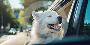 Cute white Samoyed dog sitting in the car on the road