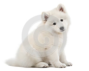 Cute white Samoyed puppy isolated on white background. White Samoyed puppy sitting and looking at camera on white