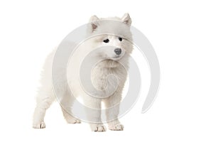 Cute white samoyed puppy seen from the side