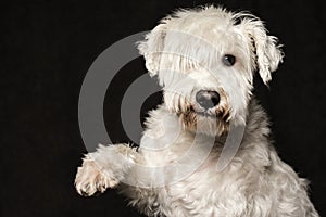 Cute white schnauzer dog
