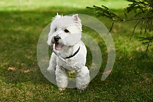 Cute white scottish terrier in bow tie posing on the green grass at sunny summer day