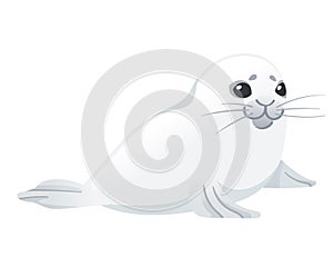 Cute white seal child mammal arctic animal cartoon animal design vector illustration isolated on white background