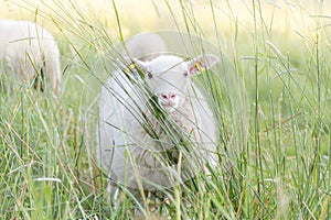 Cute White Sheep