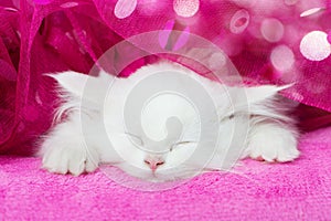 Carino bianco dormire Gattino sul rosa coperta 