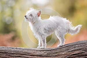 A cute white small Chorkie puppy dog standing on a branch log or fallen tree