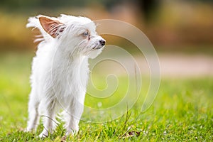 A cute white small Chorkie puppy dog standing in a field