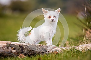 A cute white small Chorkie puppy dog standing on a log