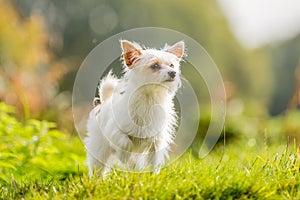 A cute white small Chorkie puppy dog standing in rough grass