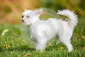 A cute white small Chorkie puppy dog standing in rough grass