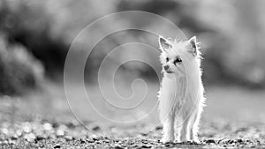 A cute white small Chorkie puppy dog standing on rough ground