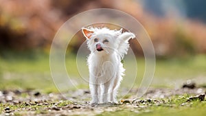 A cute white small Chorkie puppy dog standing on rough ground licking its nose