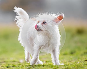 A cute white small Chorkie puppy dog walking across a field licking its nose