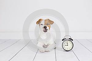Cute white small dog lying on the floor and feeling angry. alarm clock with 9 am besides. Wake up and morning concept. Pets