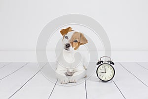 Cute white small dog lying on the floor and looking at the camera. alarm clock with 9 am besides. Wake up and morning concept.