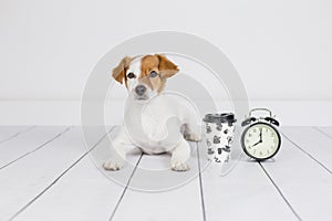 Cute white small dog lying on the floor and looking at the camera. Coffee and alarm clock with 8 am besides. Wake up and morning