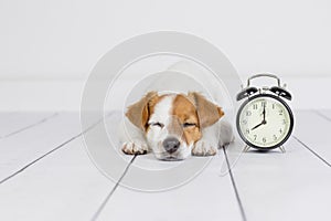 Cute white small dog lying on the floor and sleeping. alarm clock with 8 am besides. Wake up and morning concept. Pets indoors