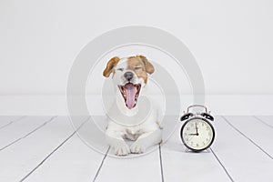 Cute white small dog lying on the floor and yawning. alarm clock with 9 am besides. Wake up and morning concept. Pets indoors
