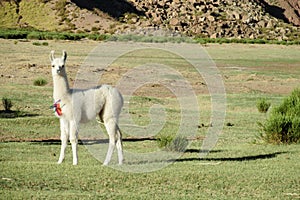 Cute white small lama on green field