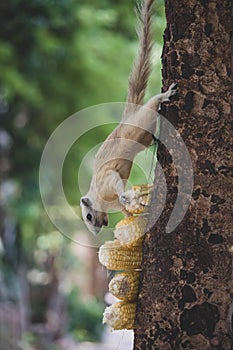 Cute white squirrel eating corn on the tree