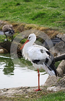 The cute white stork close up portrait
