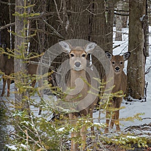 Cute White tailed Deer doe in snow with fawn looking at you