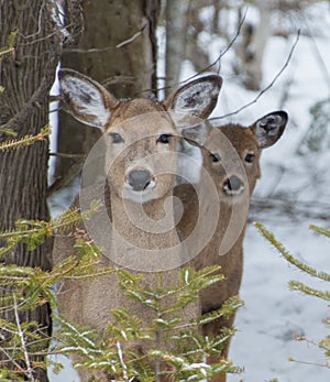 Cute White tailed Deer doe in snow with fawn looking at you