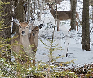 Cute White tailed Deer doe in snow with fawn looking at you