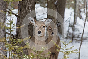 Cute White tailed Deer doe in snow with fawn looking at you
