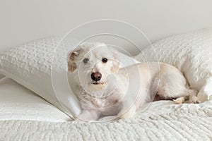 Cute white terrier mix lying down on bed looking content and comfortable